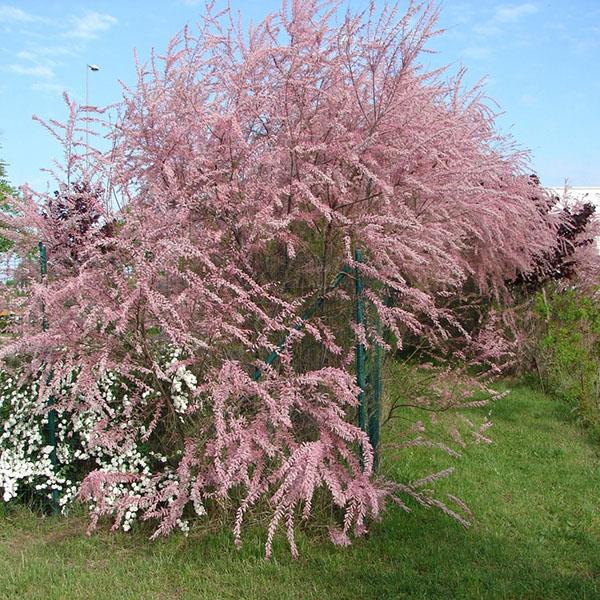 tamarix à quatre tiges