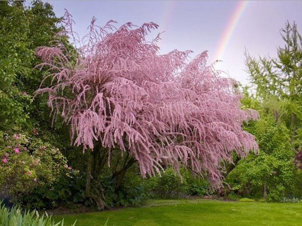 características del cultivo de tamarix