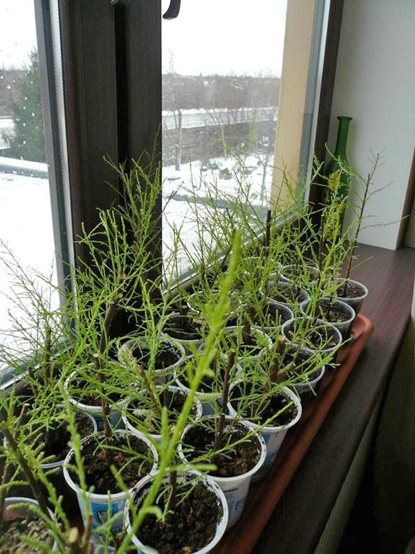 faire pousser des semis de tamarix