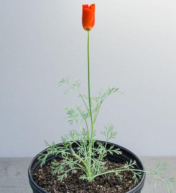 Eschsholzia en pot