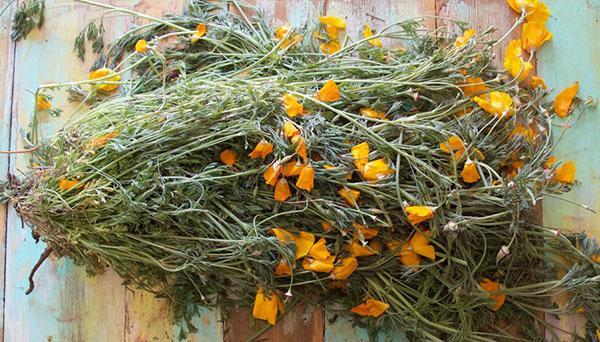 Plantes d'Escholzia collectées