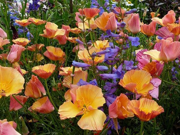 Eschsholzia dans le parterre de fleurs