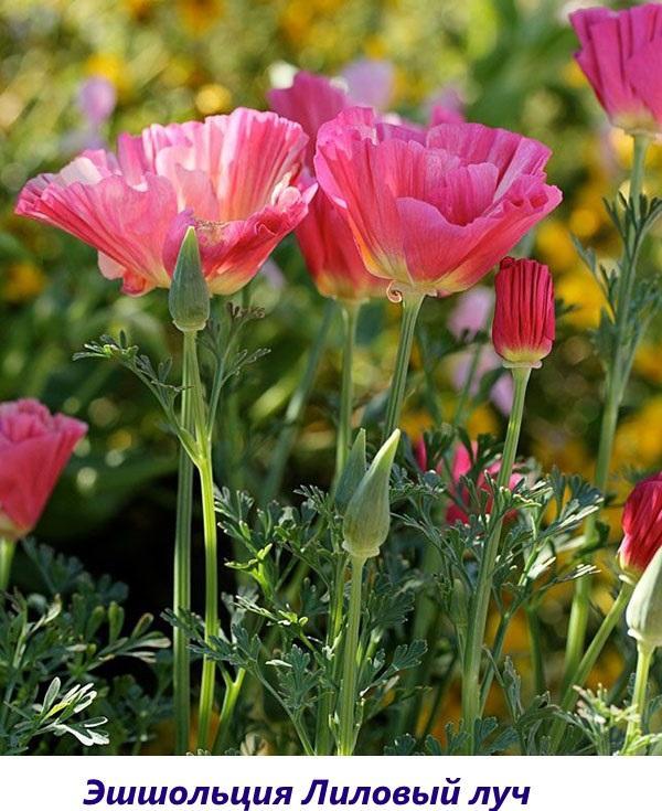 Eschsholzia Purple ray sur un parterre de fleurs