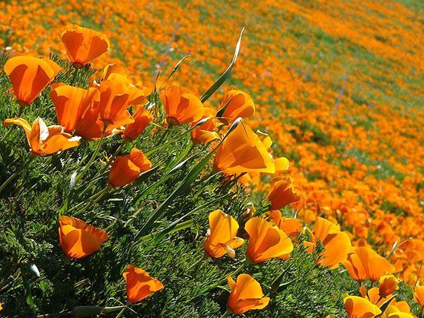 Floraison d'aescholzia dans une réserve naturelle (USA)