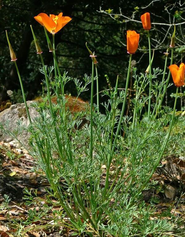 Eschscholzia californienne sauvage