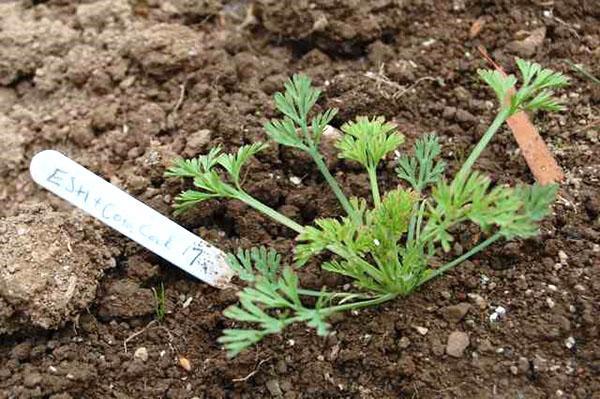 Plántulas de aescholzia california