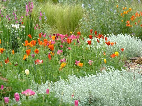 Amapolas de California como parte de una frontera mixta