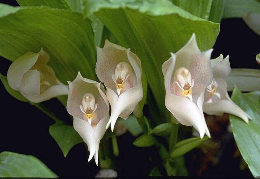 flores anguloi