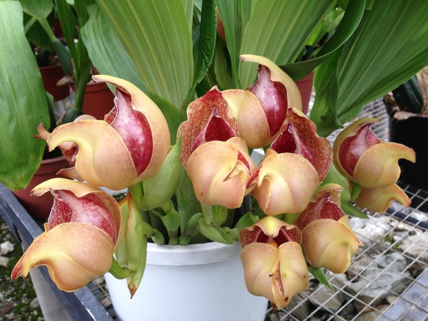orquidea durmiendo bebe