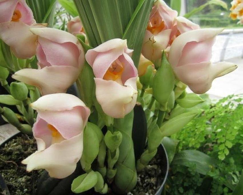 orquídea anguloe