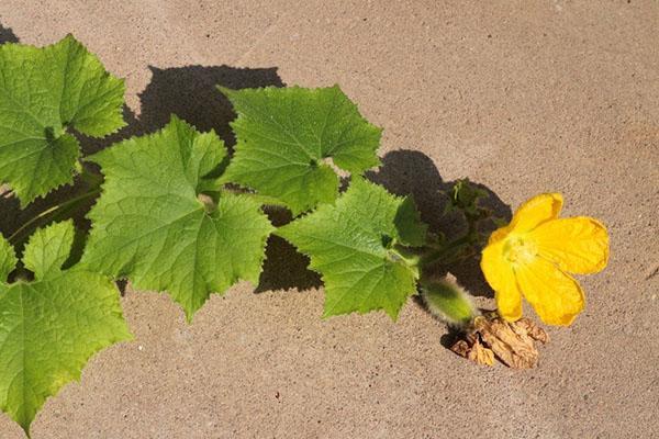 la citrouille benincasa est en fleur