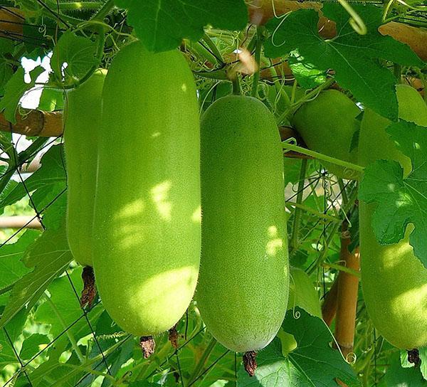 Benincasa aux fruits de citrouille