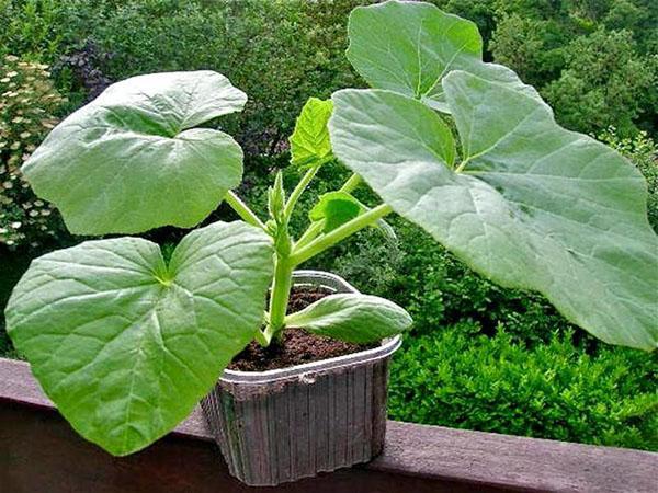 Cultivo de calabaza benincasa a través de plántulas.