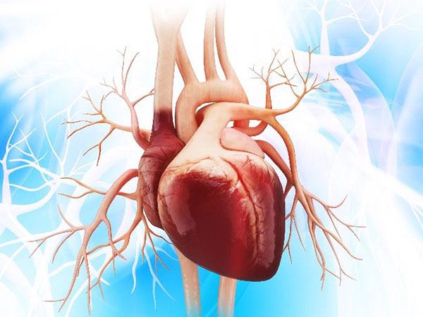 coeur sain avec hellébore