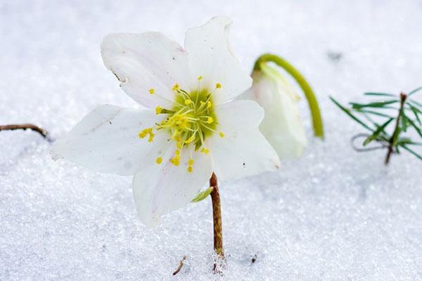 hellébore blanc délicat