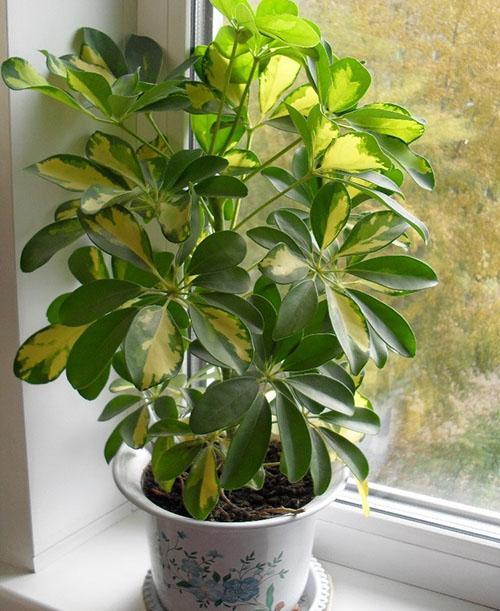 Schefflera manchado