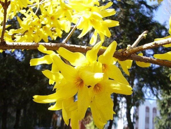 forsythia panaché