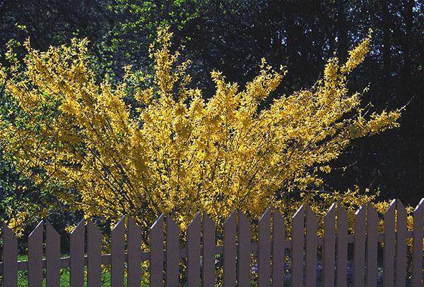 Forsythia Spectabilis intermedia