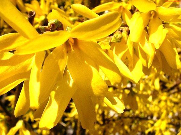 flores brillantes de la variedad Spectabilis