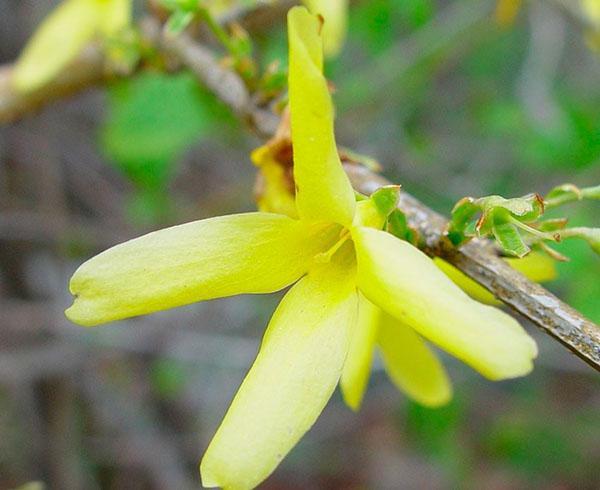 forsythia la más verde