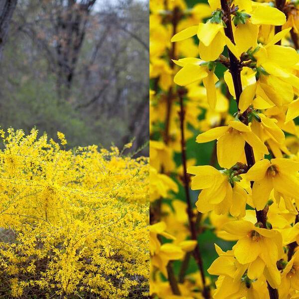 flores de forsythia