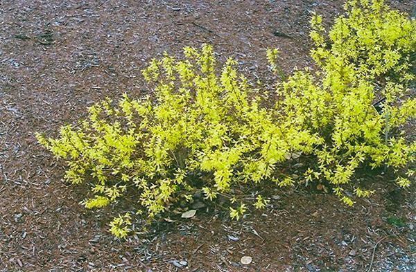 Forsythia Green Webers Bronx