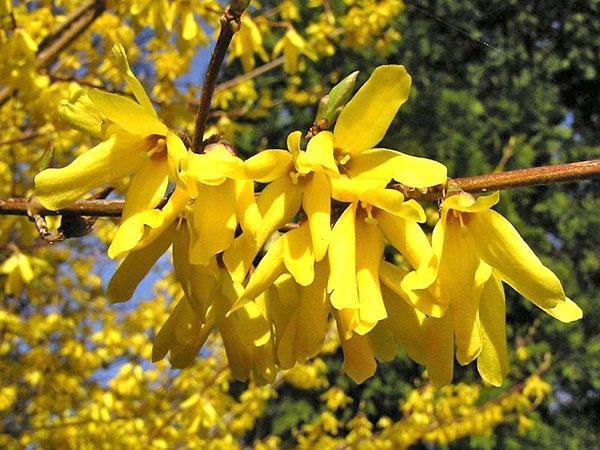 forsythia giralda