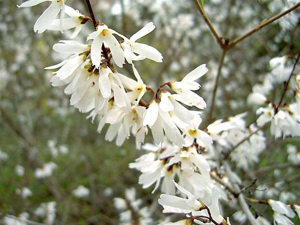 forsythia nieve