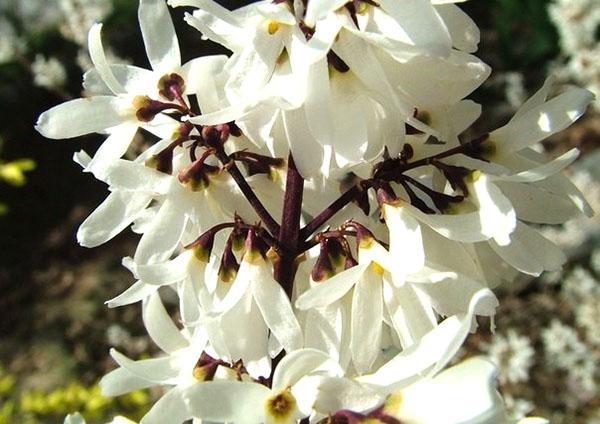 elegante traje de forsythia blanco