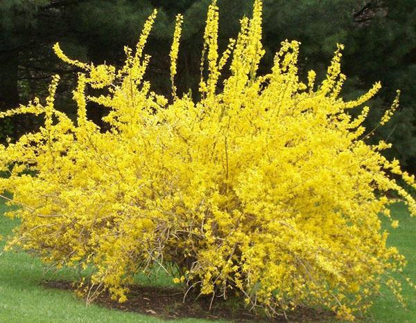 forsythia européen