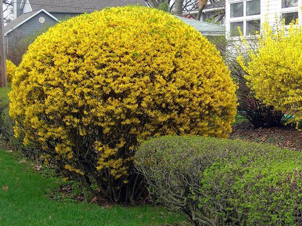 forsythia ovoïde