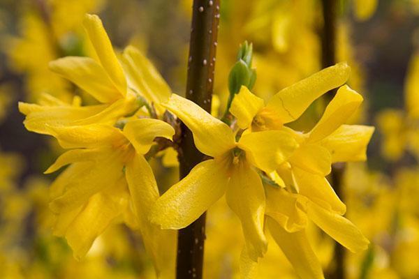 Variété de gloire de printemps