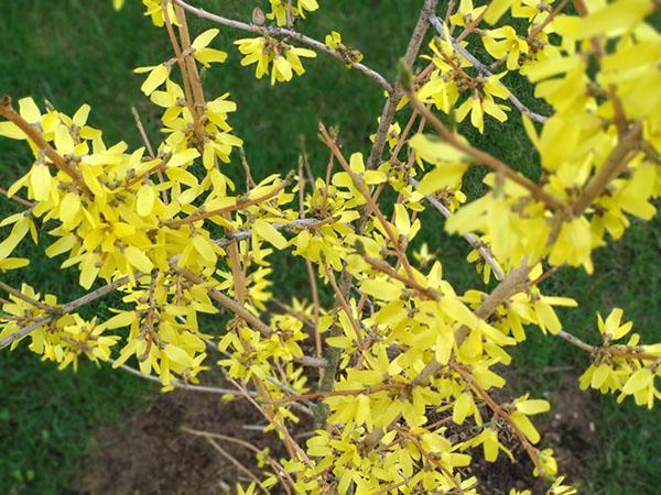 Variété Dresdner Forfrühling