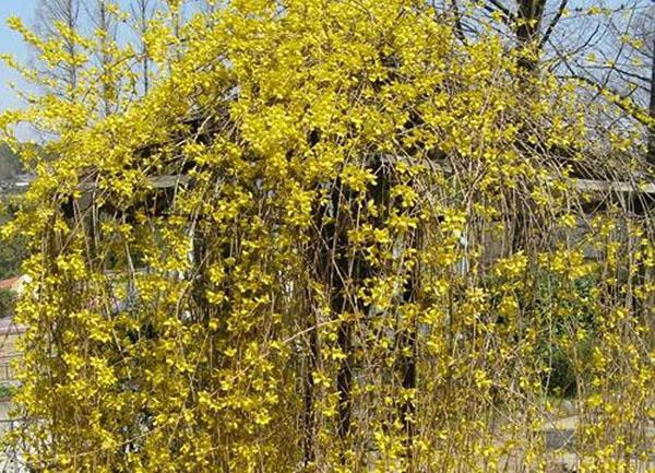 forsythia colgante