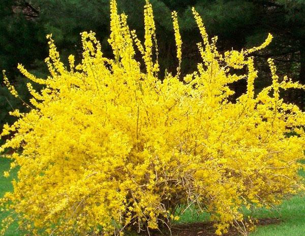 types et variétés de forsythia