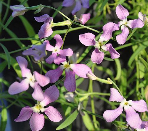 Violeta de noche fragante