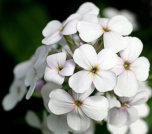 Hesperis - violeta blanco