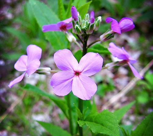 Violet de nuit en aménagement paysager