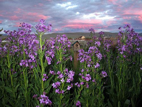 Grandes variétés de violettes nocturnes