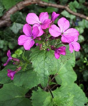 Violette nocturne - plante bisannuelle