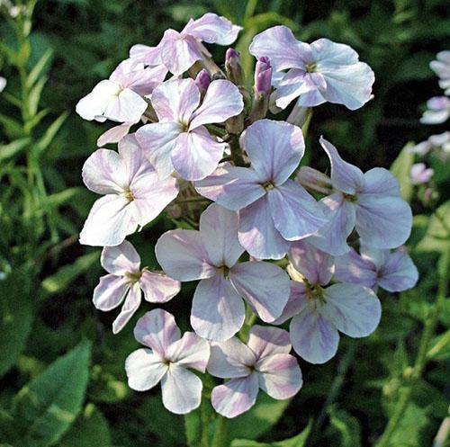 La violeta nocturna florece en el segundo año.