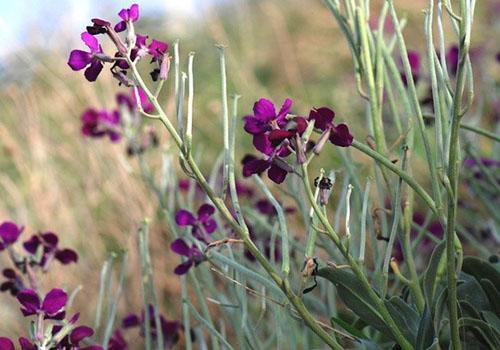 Un type de violette nocturne - mattiola