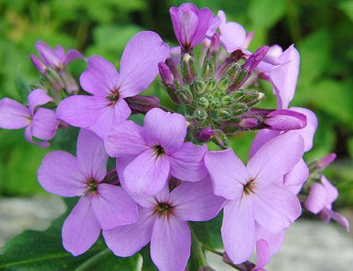 Fleur violette de nuit incroyable