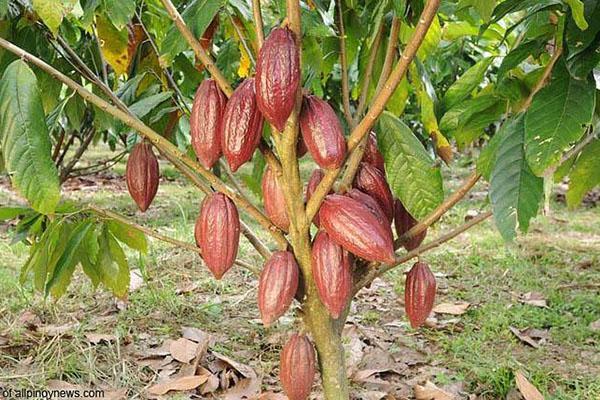 variedad de cacao trinitario