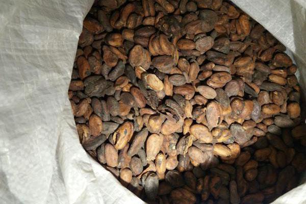 forastero de qualité cacao
