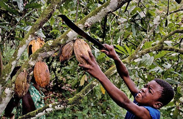 recogiendo frutos de cacao