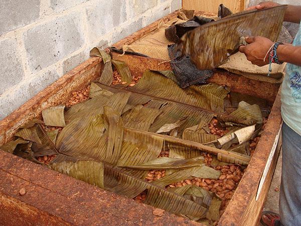 fermentation des fèves de cacao