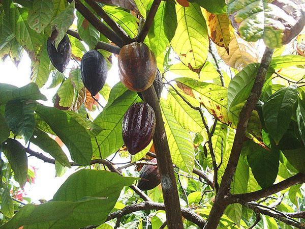 maturation des fruits du cacao
