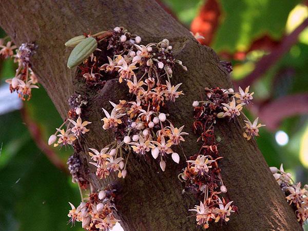 flores de cacao