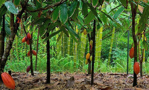 árbol de cacao en crecimiento